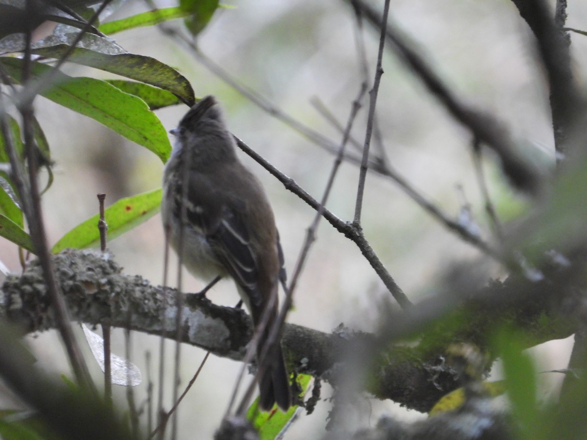 Yellow-bellied Elaenia - ML642856668