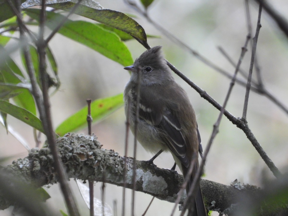 Yellow-bellied Elaenia - ML642856669