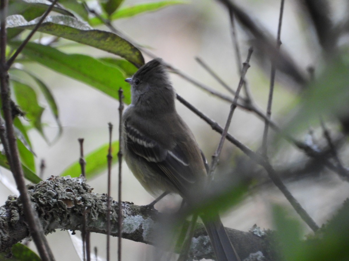 Yellow-bellied Elaenia - ML642856670