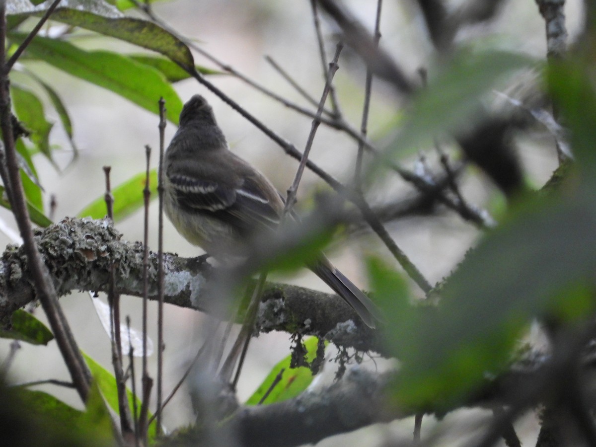 Yellow-bellied Elaenia - ML642856671