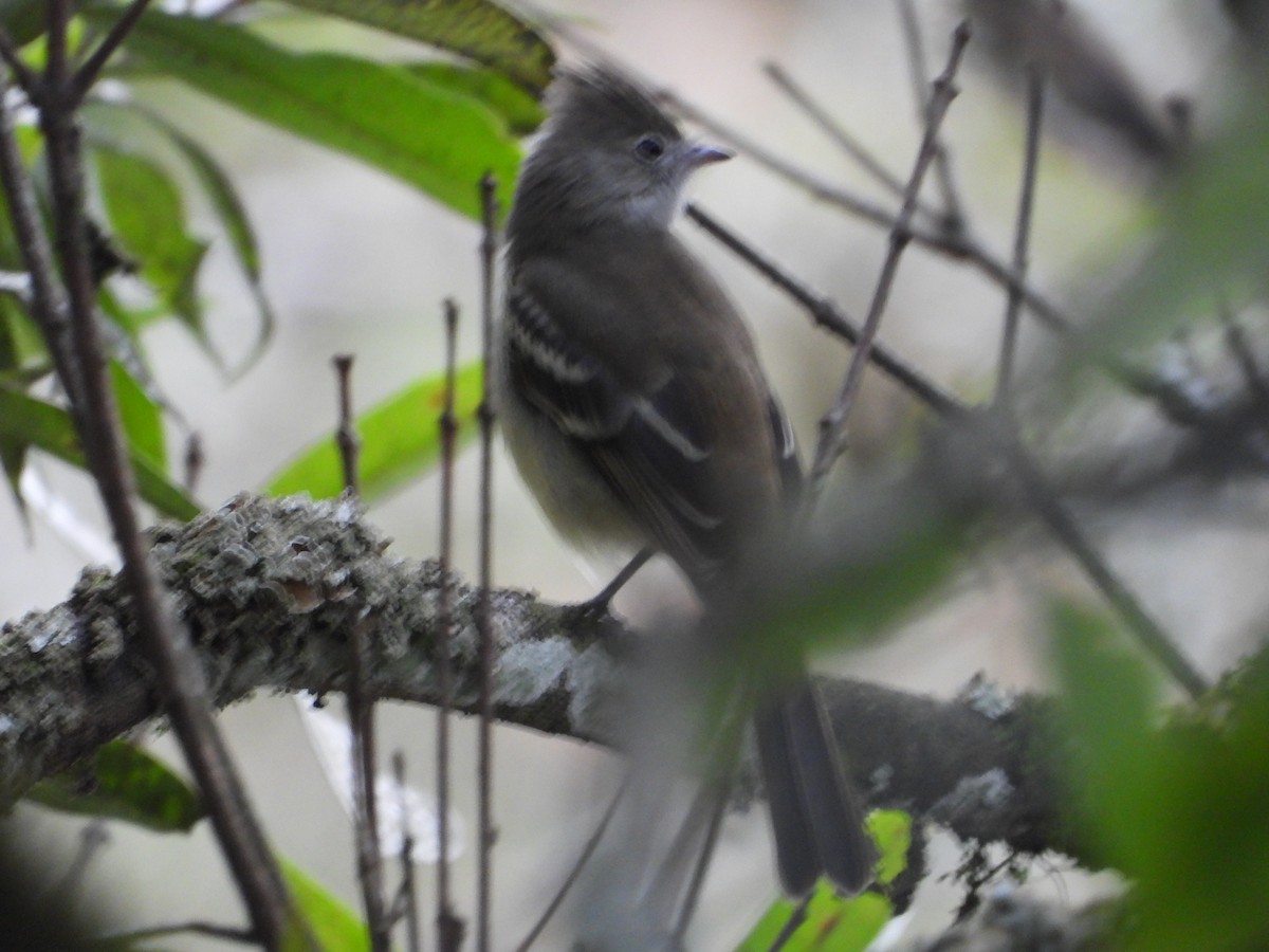 Yellow-bellied Elaenia - ML642856672
