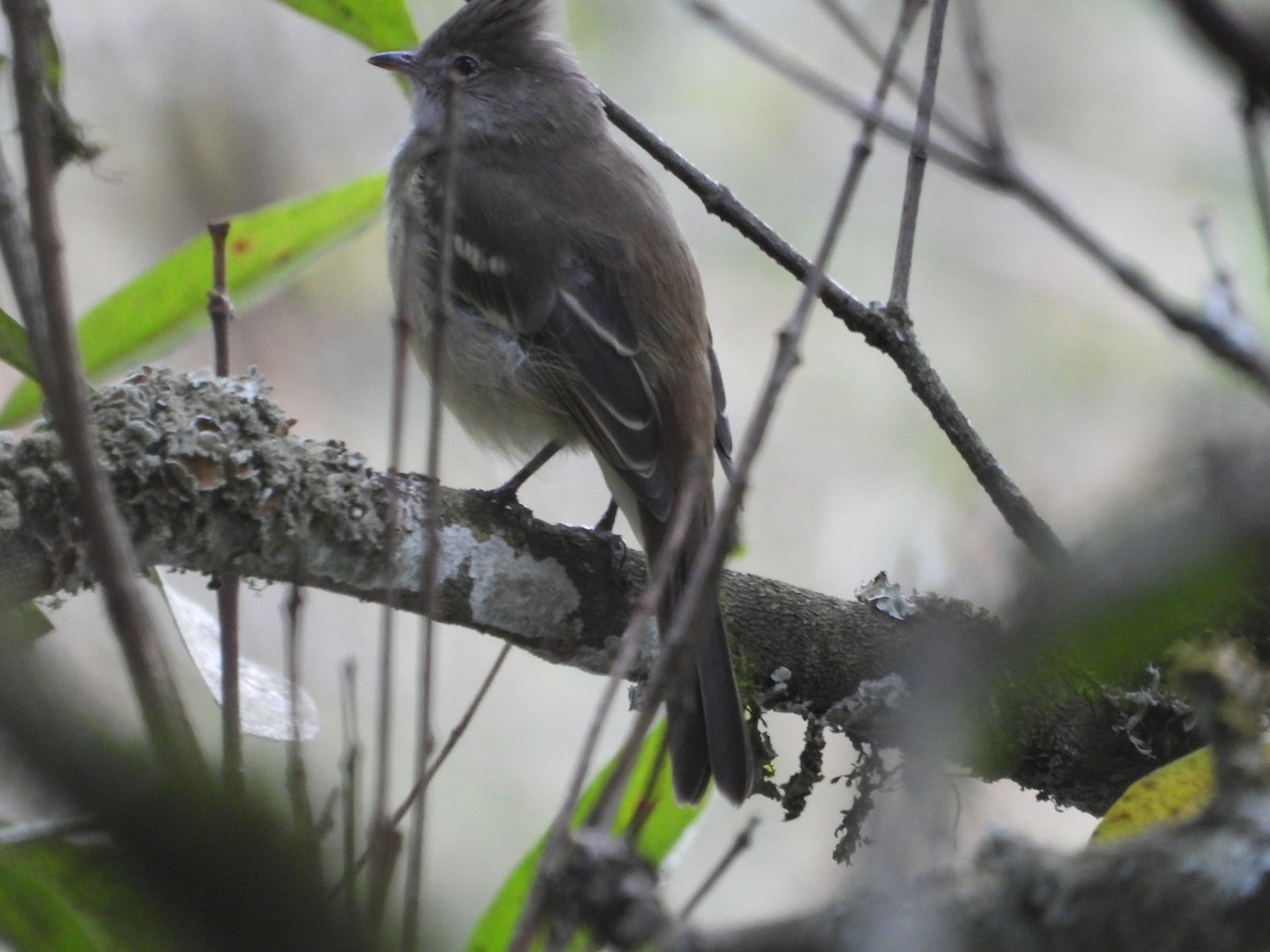 Yellow-bellied Elaenia - ML642856673