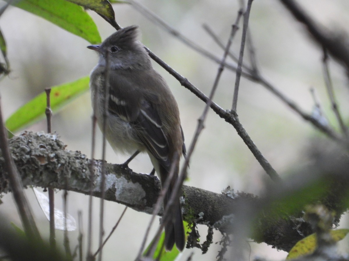 Yellow-bellied Elaenia - ML642856674