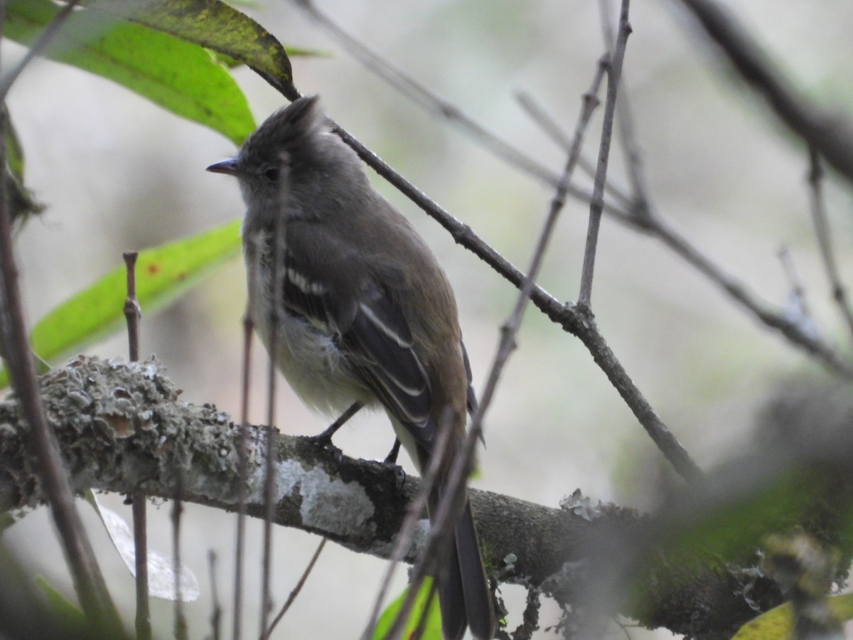 Yellow-bellied Elaenia - ML642856677