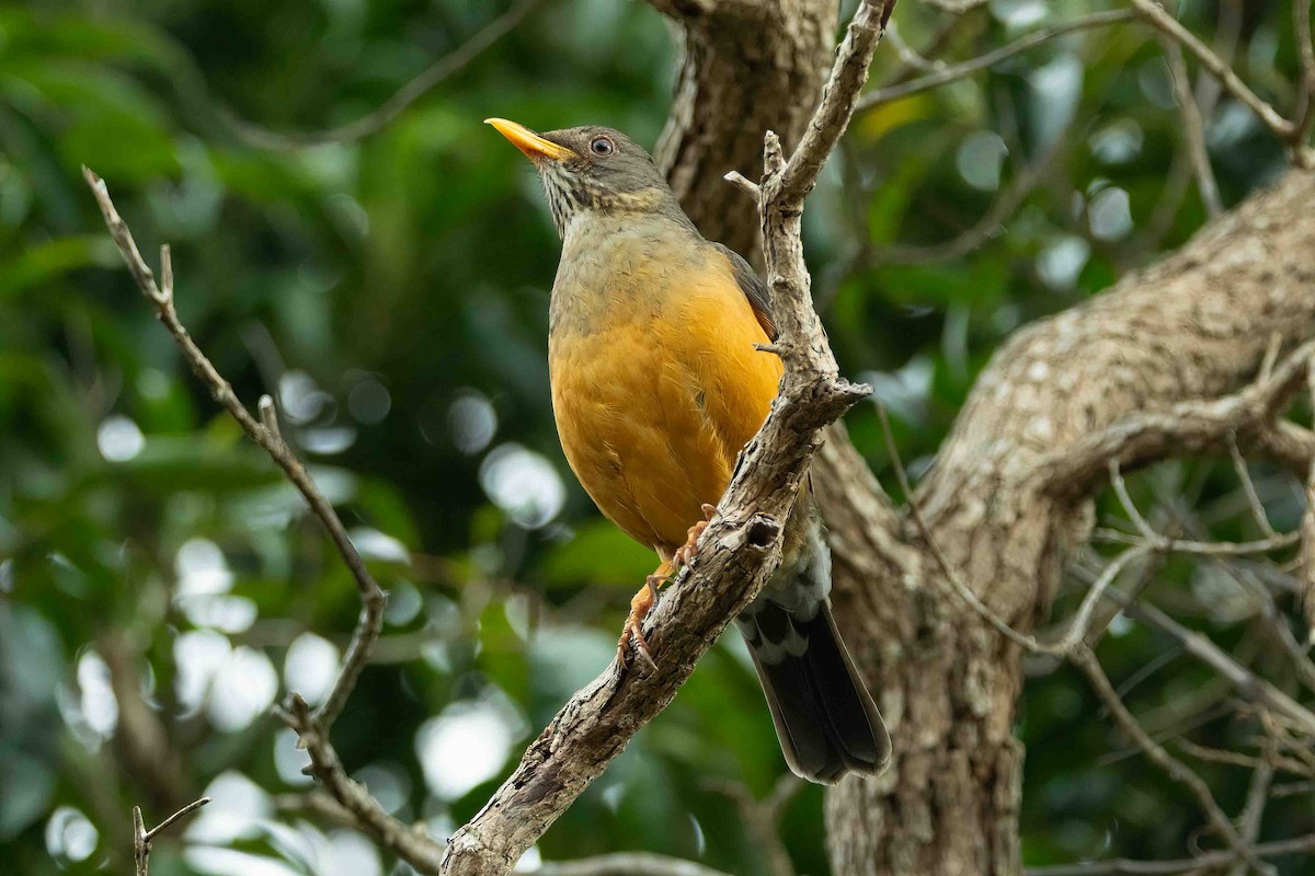 Olive Thrush - ML642856685