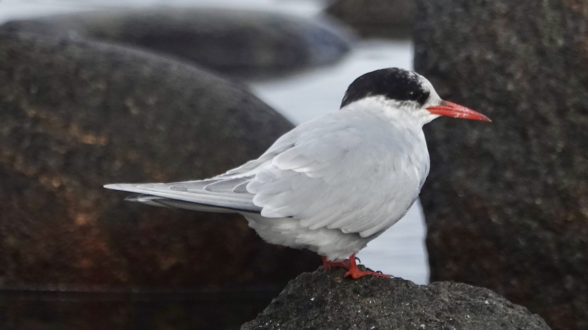 Antarctic Tern - ML642856686