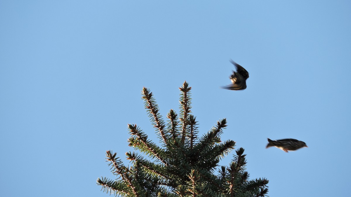 Pine Siskin - ML642856689