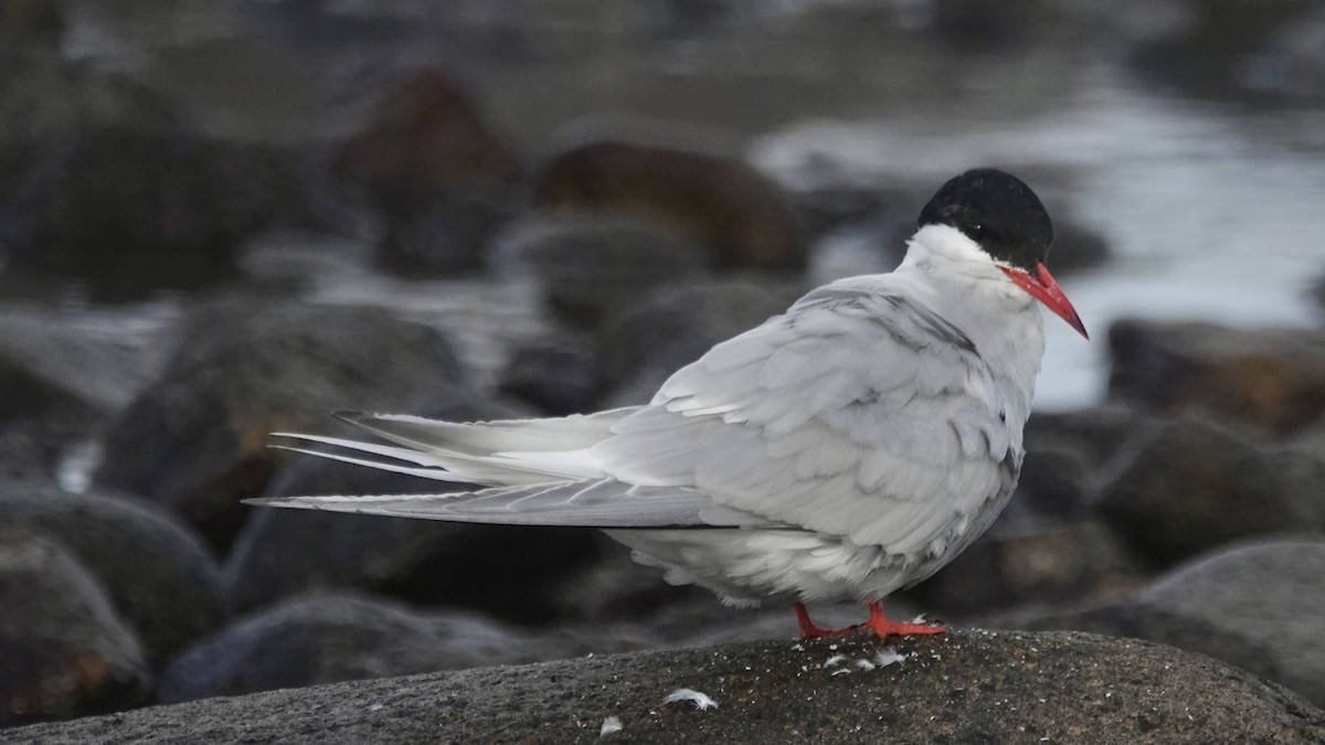 Antarctic Tern - ML642856691