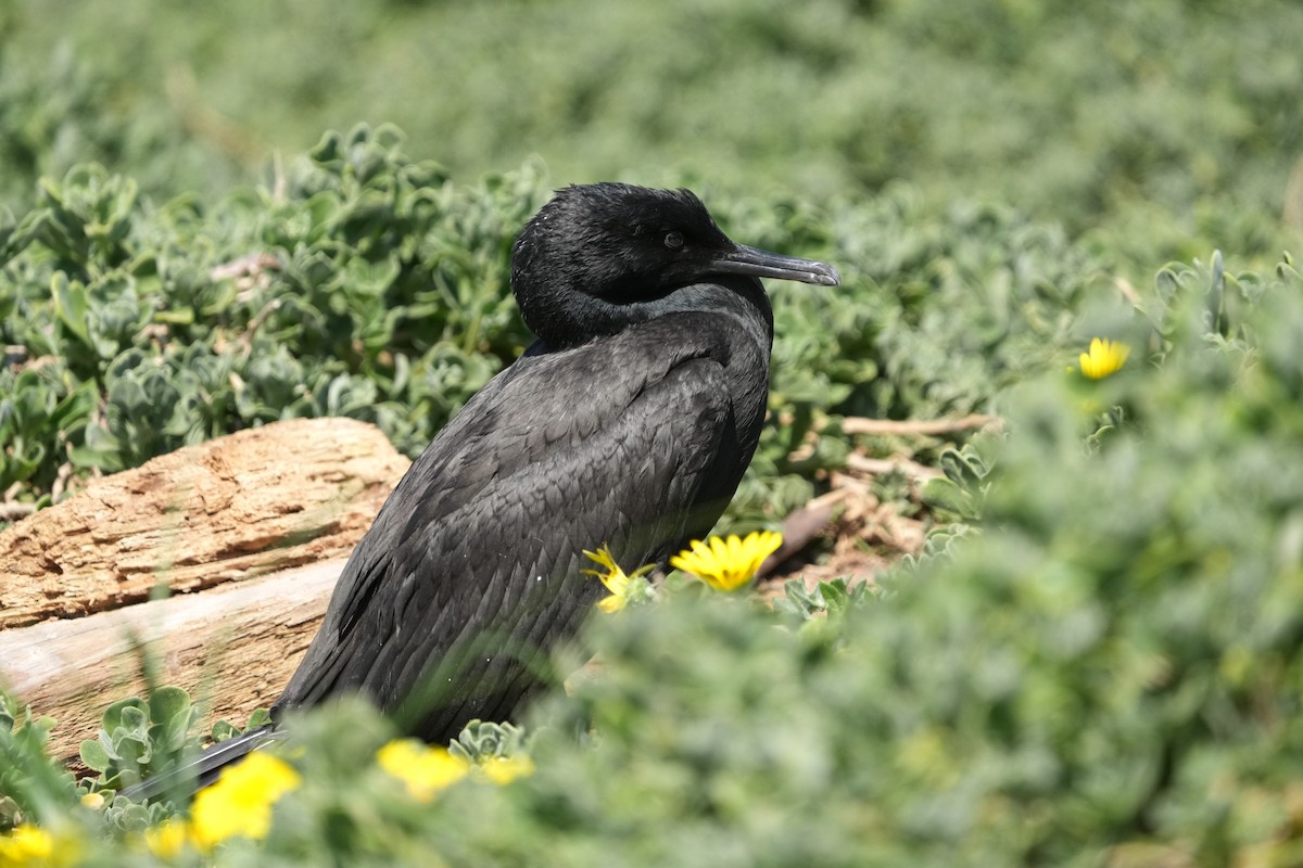 Cormoran des bancs - ML642856707