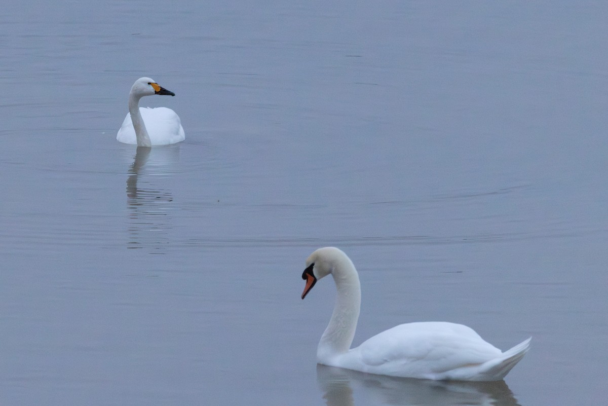 Cygne tuberculé - ML642856727