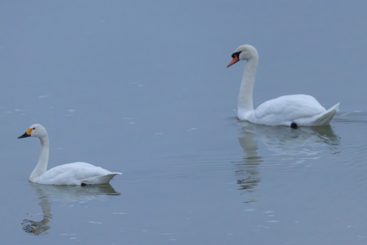 Cygne tuberculé - ML642856728