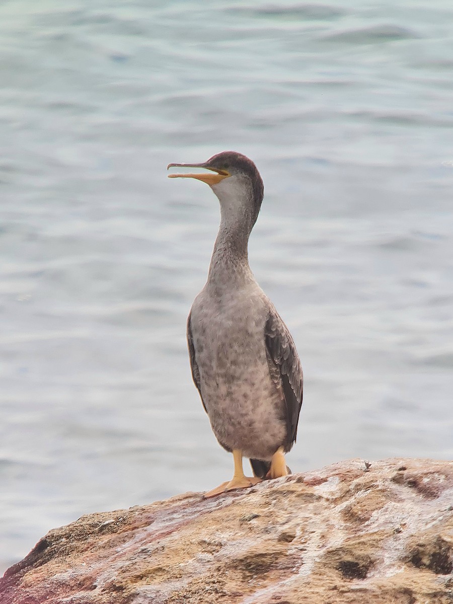 European Shag (Mediterranean) - ML642856729