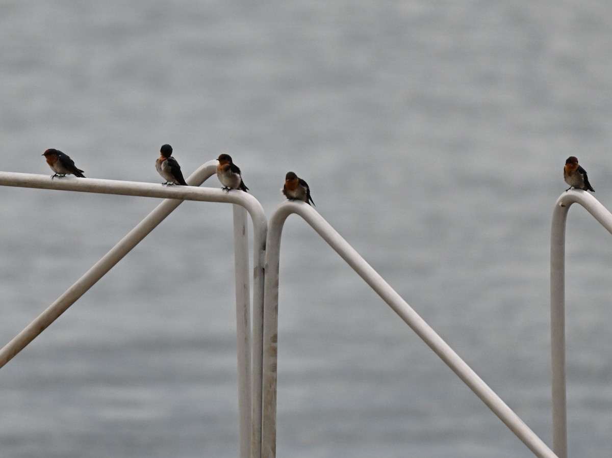 Pacific Swallow - ML642856732