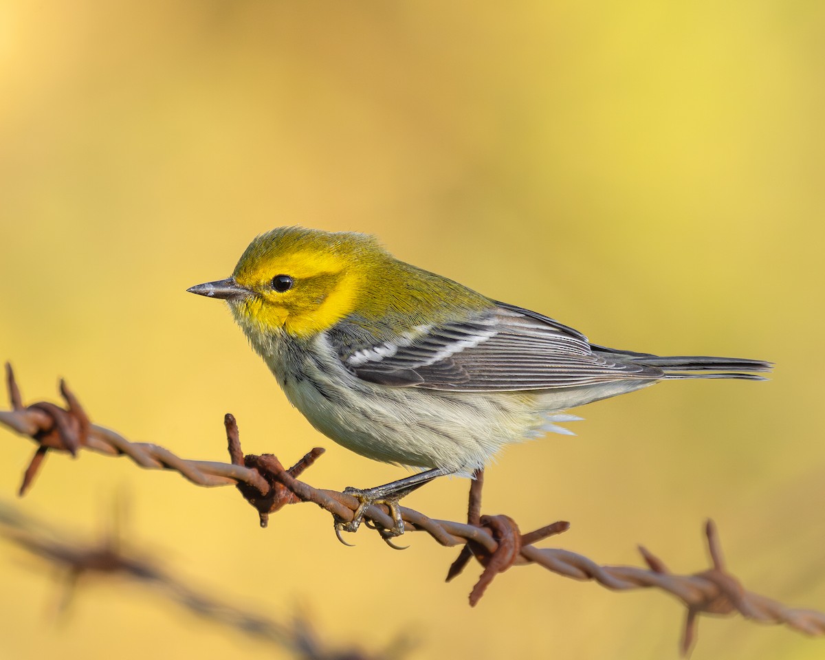 Black-throated Green Warbler - ML642856733