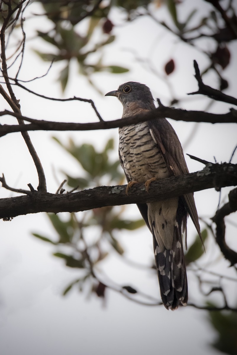 Cuco Solitario - ML642856741