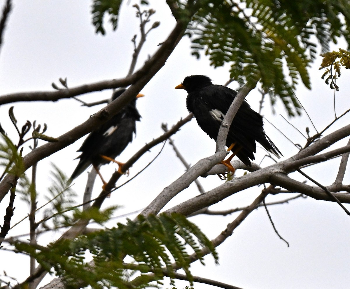Javan Myna - ML642856754