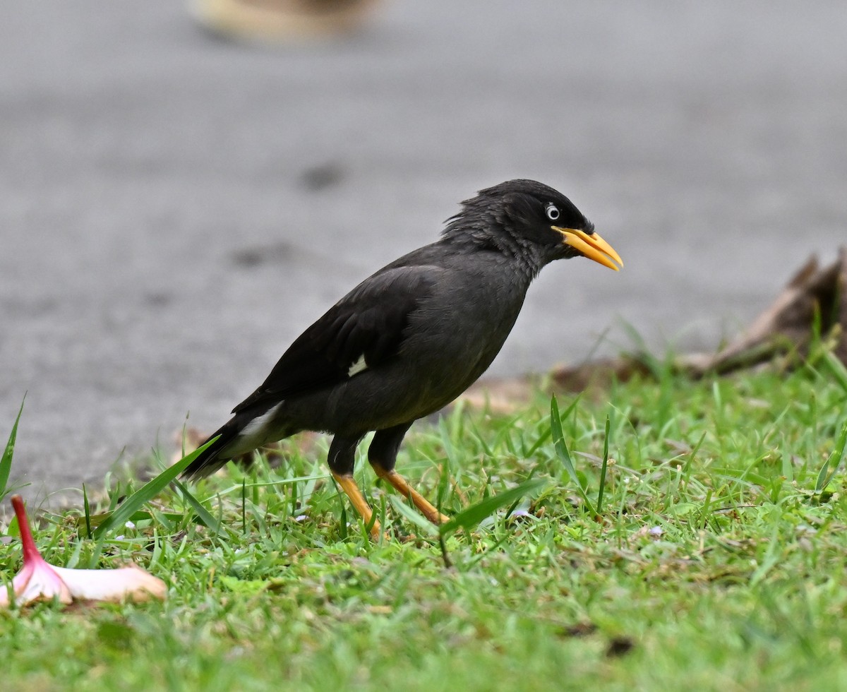 Javan Myna - ML642856755