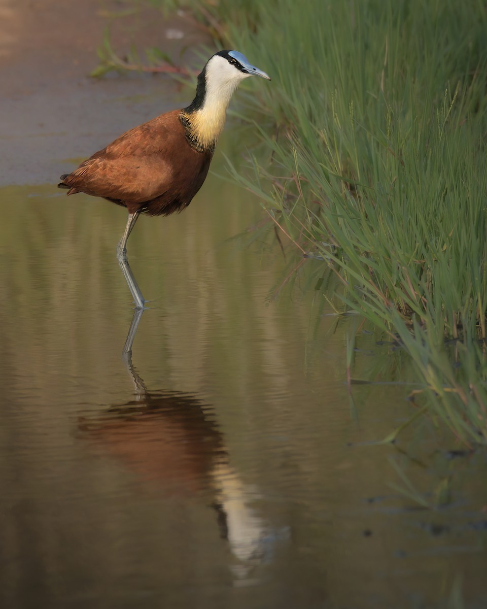 Jacana Africana - ML642856757