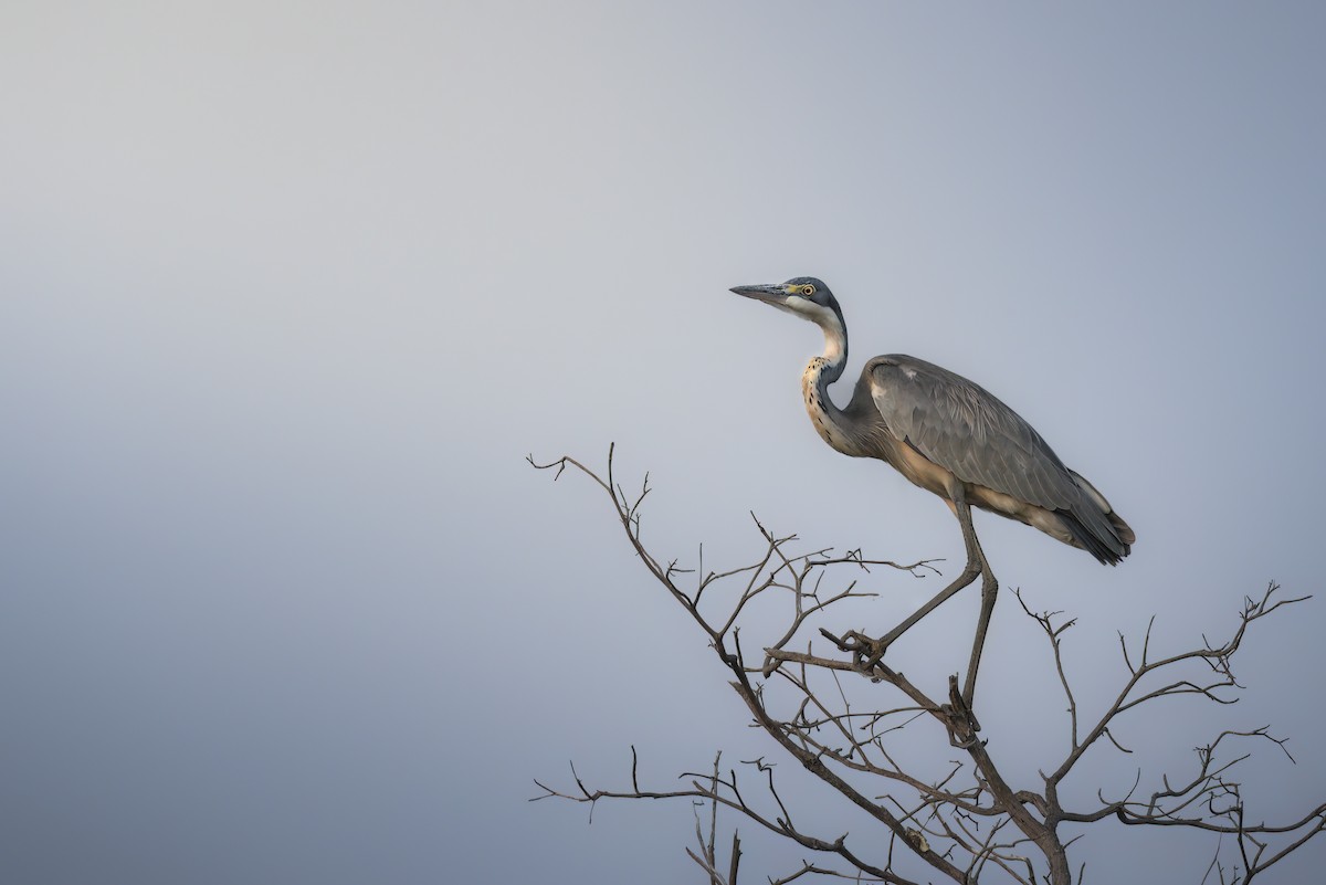 Garza Cabecinegra - ML642856763