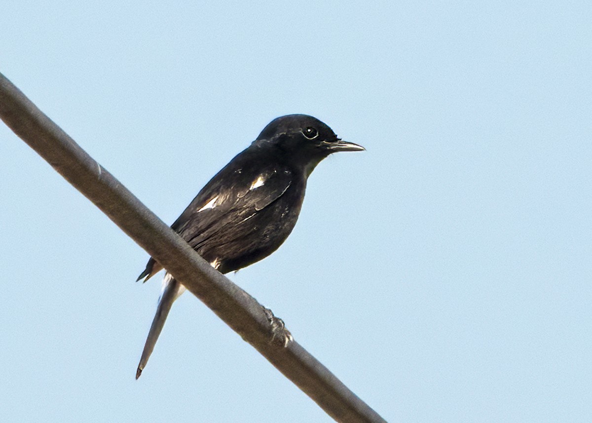 Pied Bushchat - ML642856765
