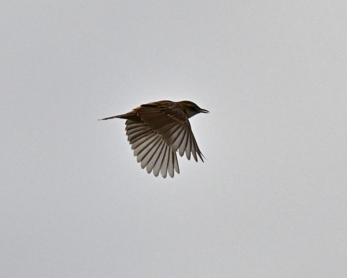 Paddyfield Pipit - ML642856767