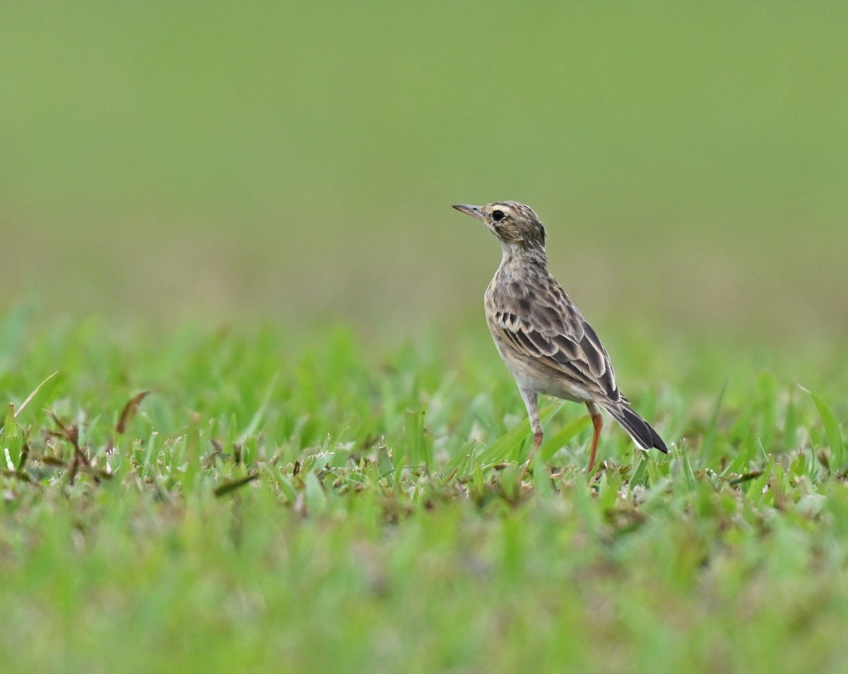 Paddyfield Pipit - ML642856768