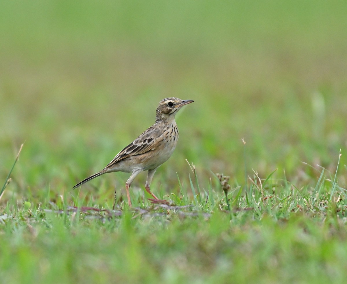 Paddyfield Pipit - ML642856769