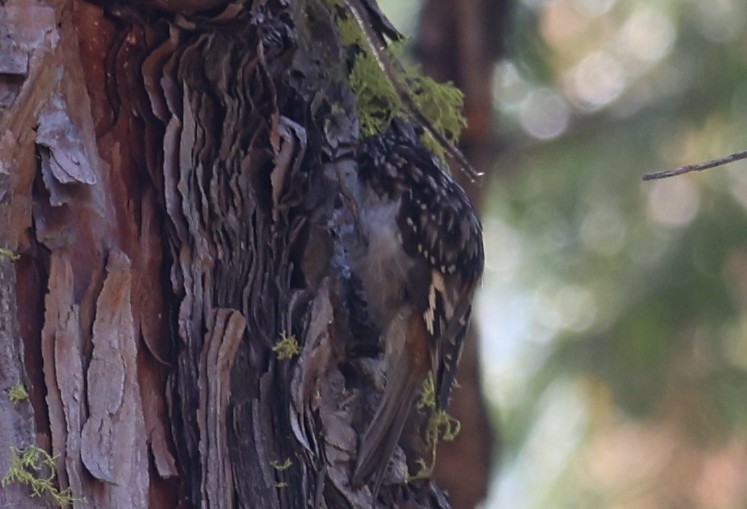 Brown Creeper - ML642856773
