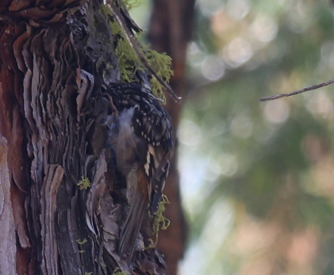 Brown Creeper - ML642856774
