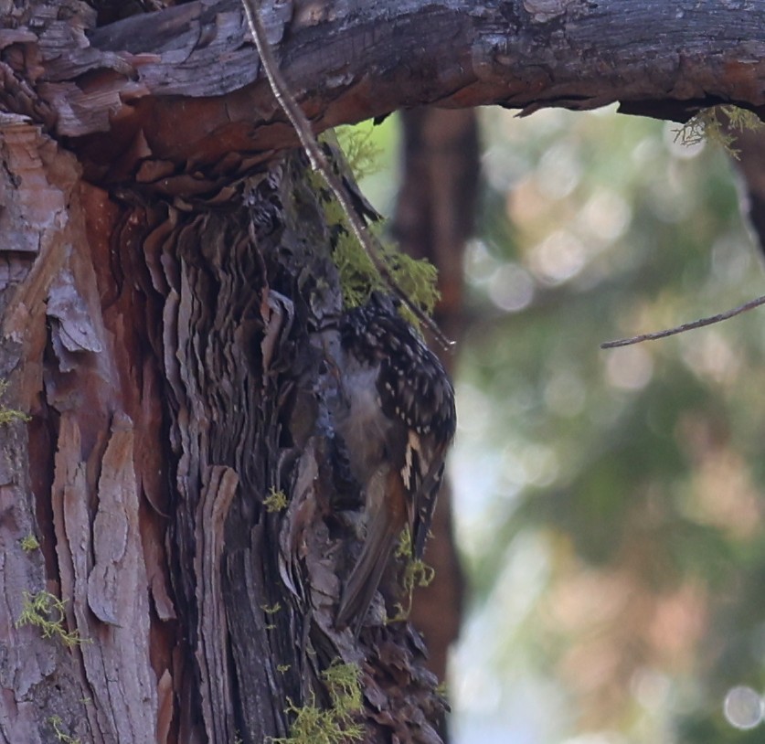 Brown Creeper - ML642856775