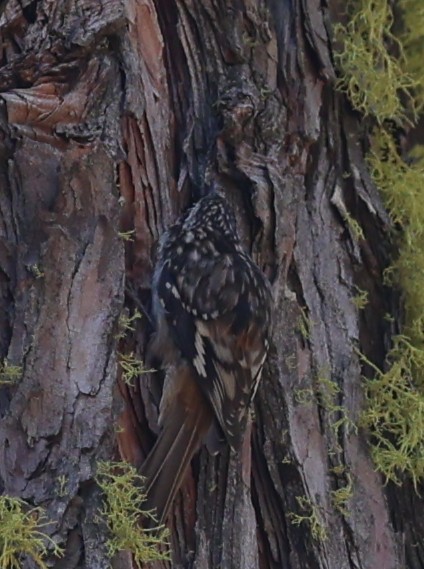 Brown Creeper - ML642856776