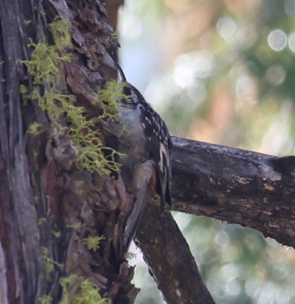 Brown Creeper - ML642856777