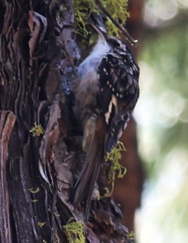 Brown Creeper - ML642856778