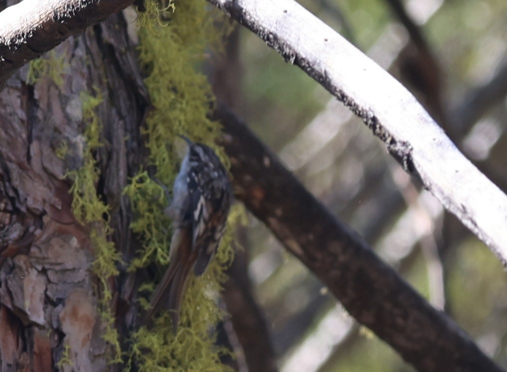 Brown Creeper - ML642856779
