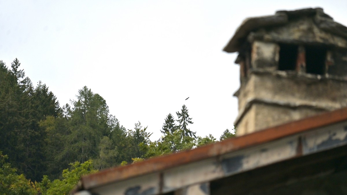 hawk sp. - ML642856785