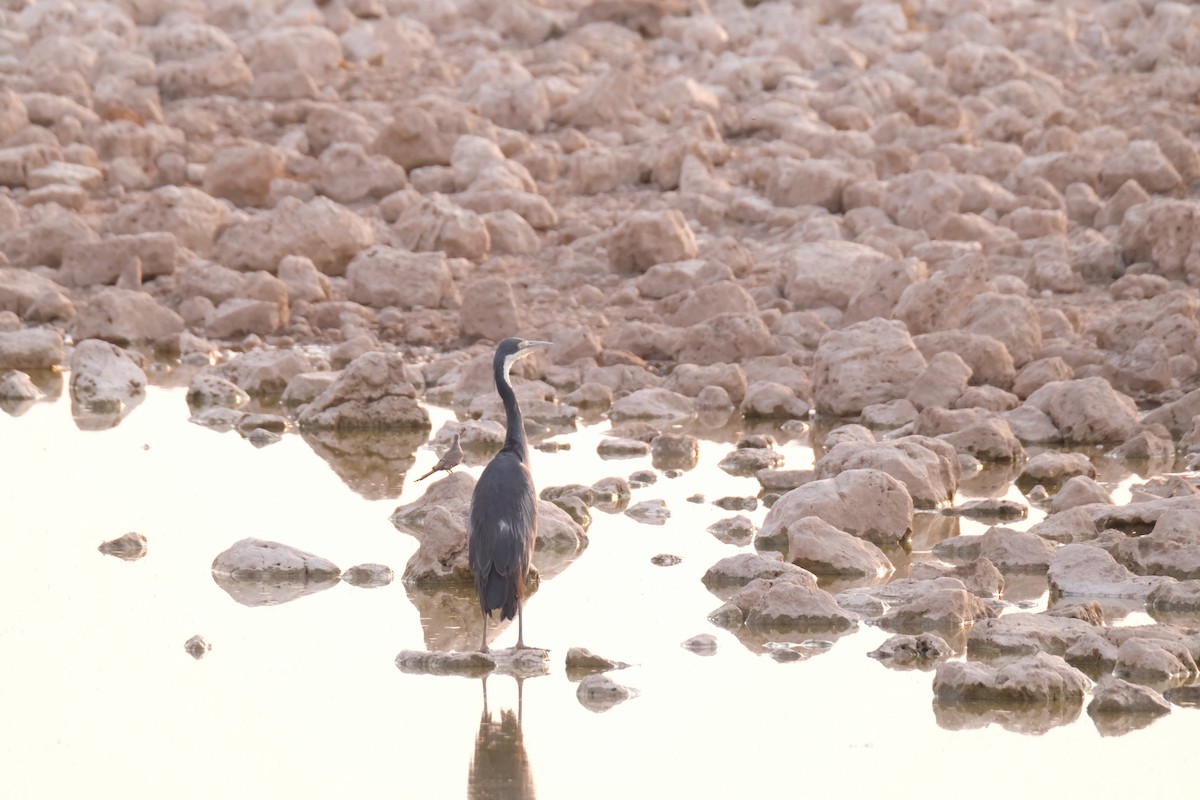 Black-headed Heron - ML642856794