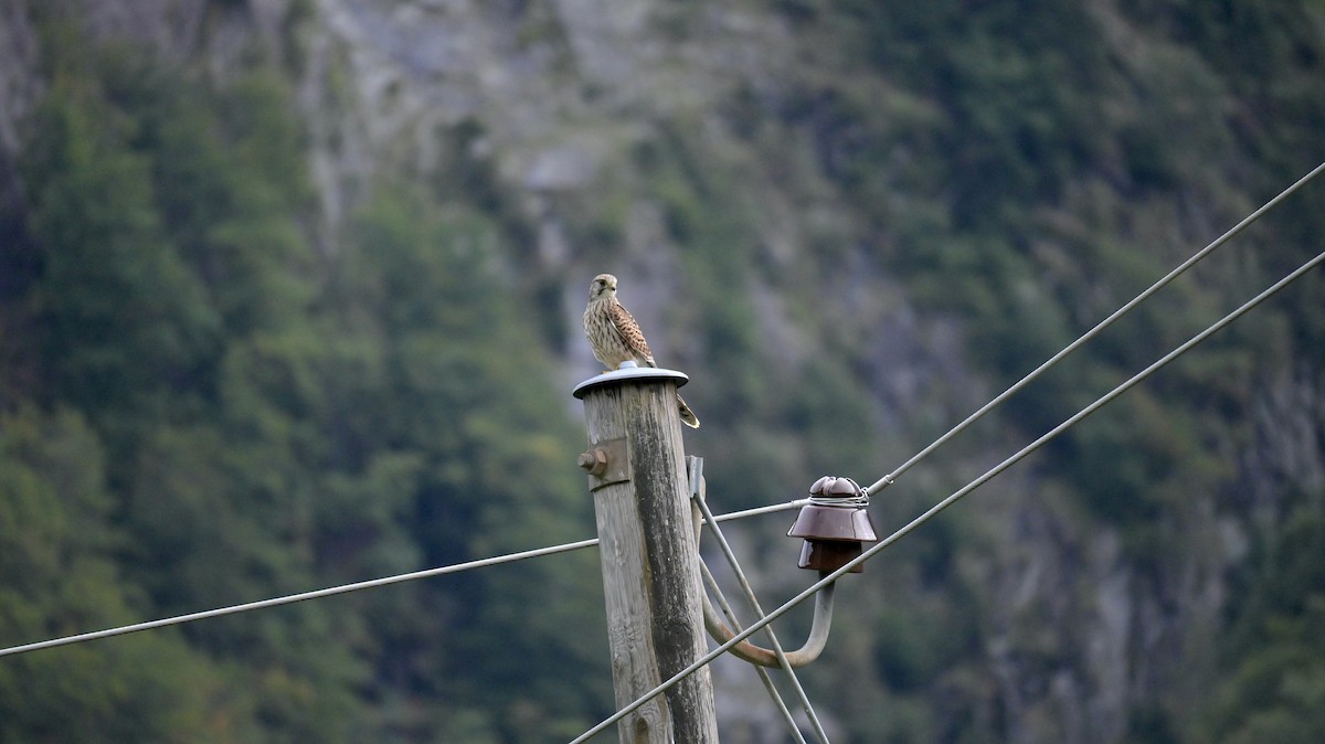Eurasian Kestrel - ML642856798