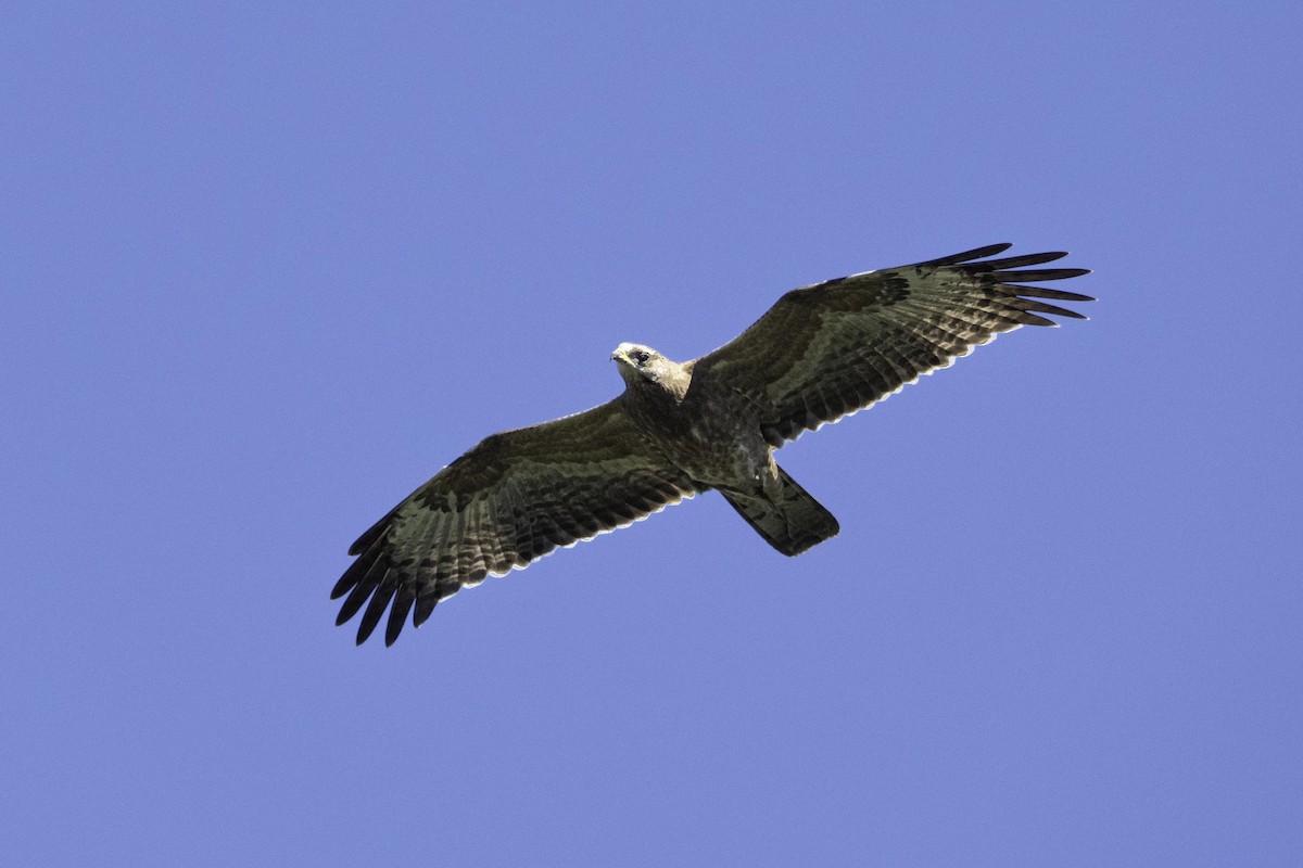European Honey-buzzard - ML642856803