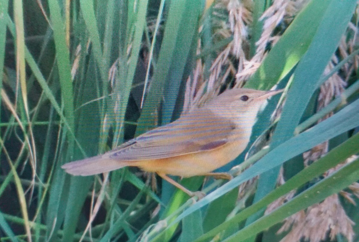 Marsh Warbler - ML642856813