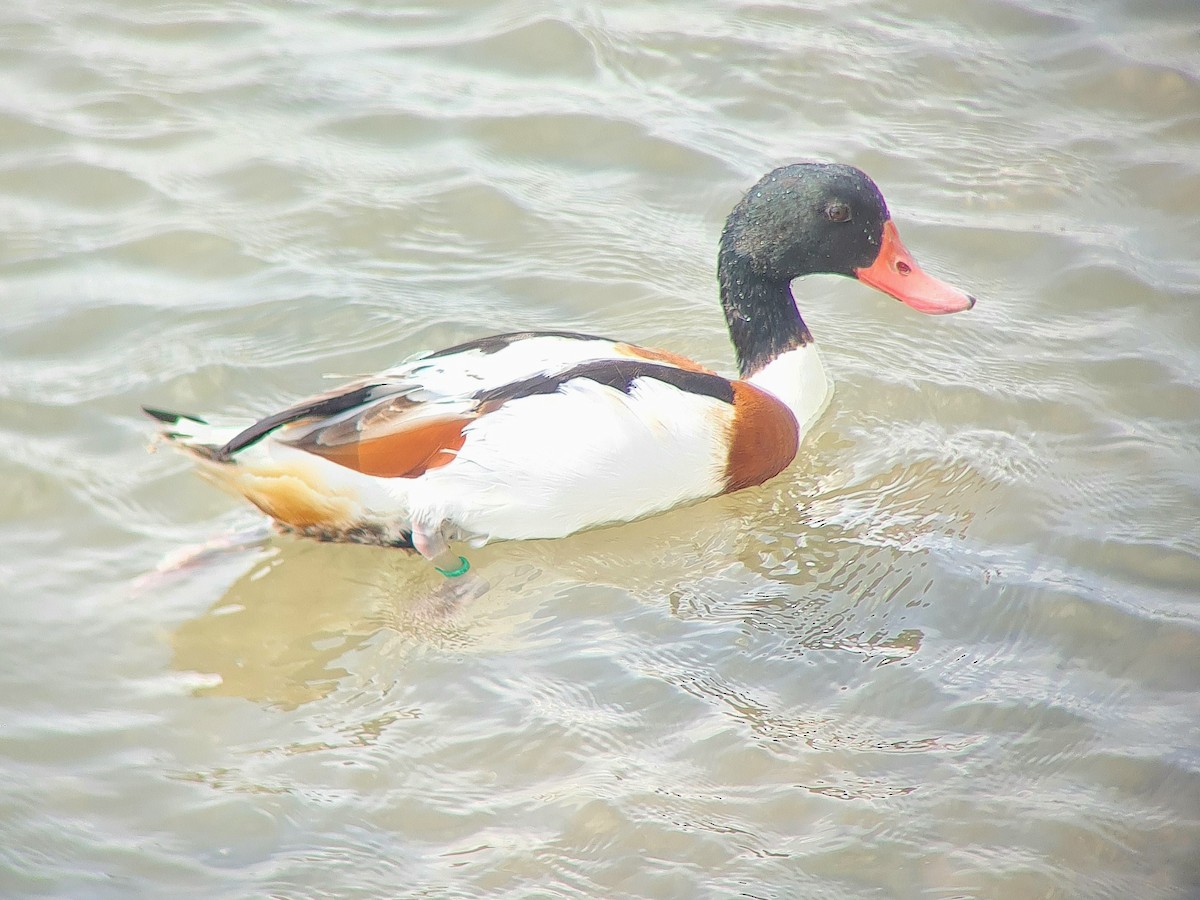 Common Shelduck - ML642856814