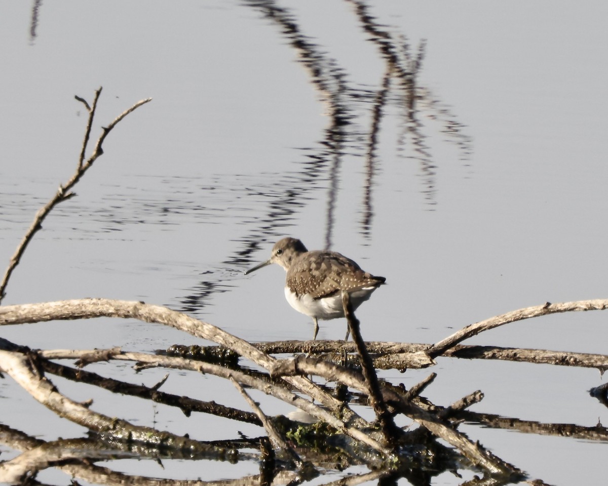 Green Sandpiper - ML642856824
