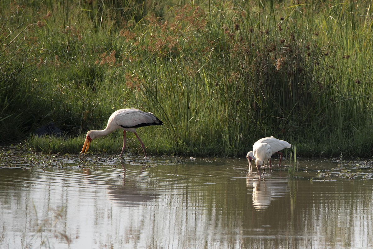 Tántalo Africano - ML642856838