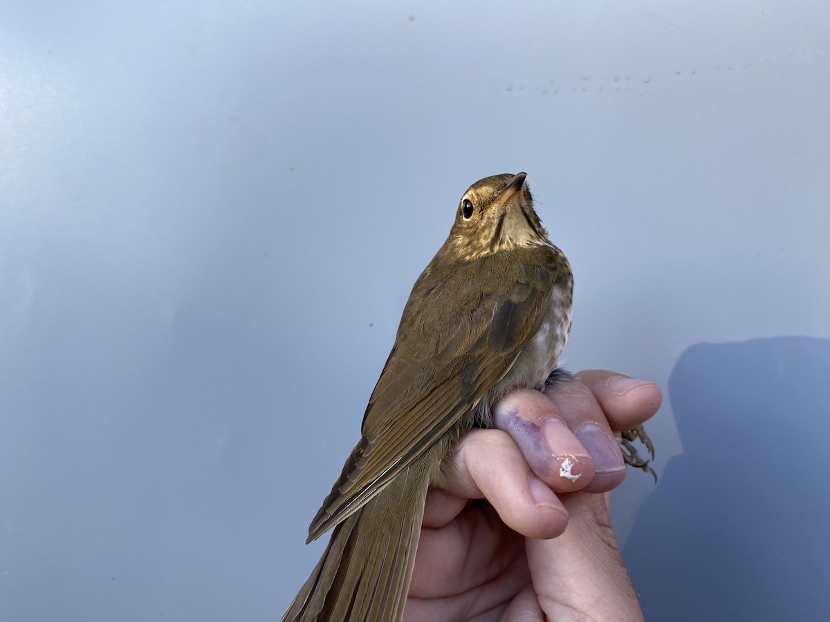Swainson's Thrush - ML642856845
