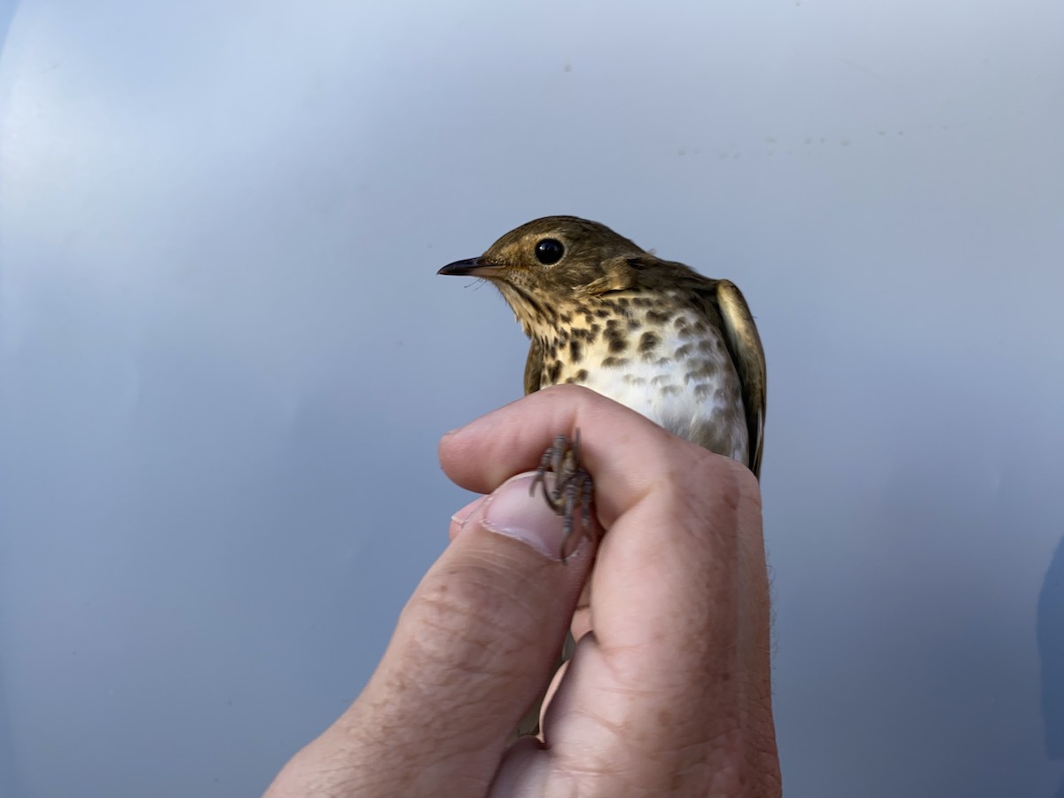 Swainson's Thrush - ML642856846