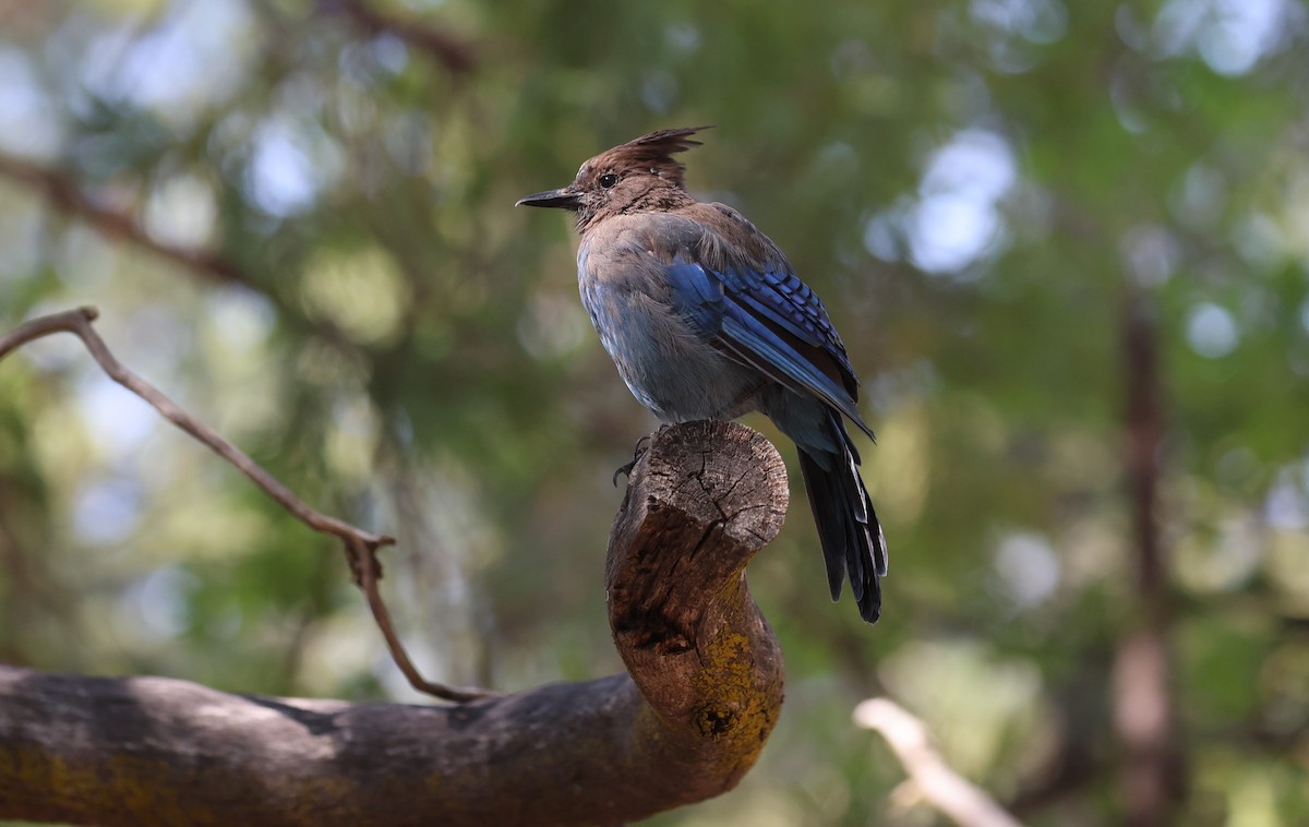 Steller's Jay - ML642856850