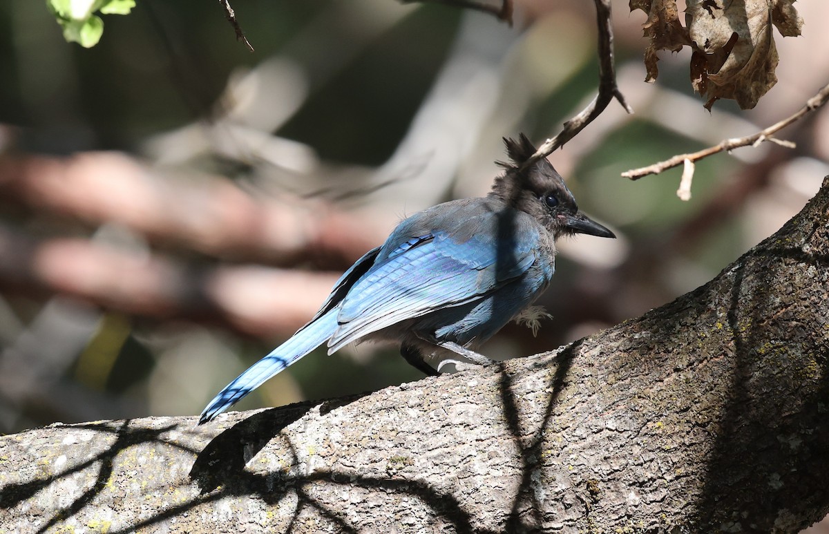 Steller's Jay - ML642856851