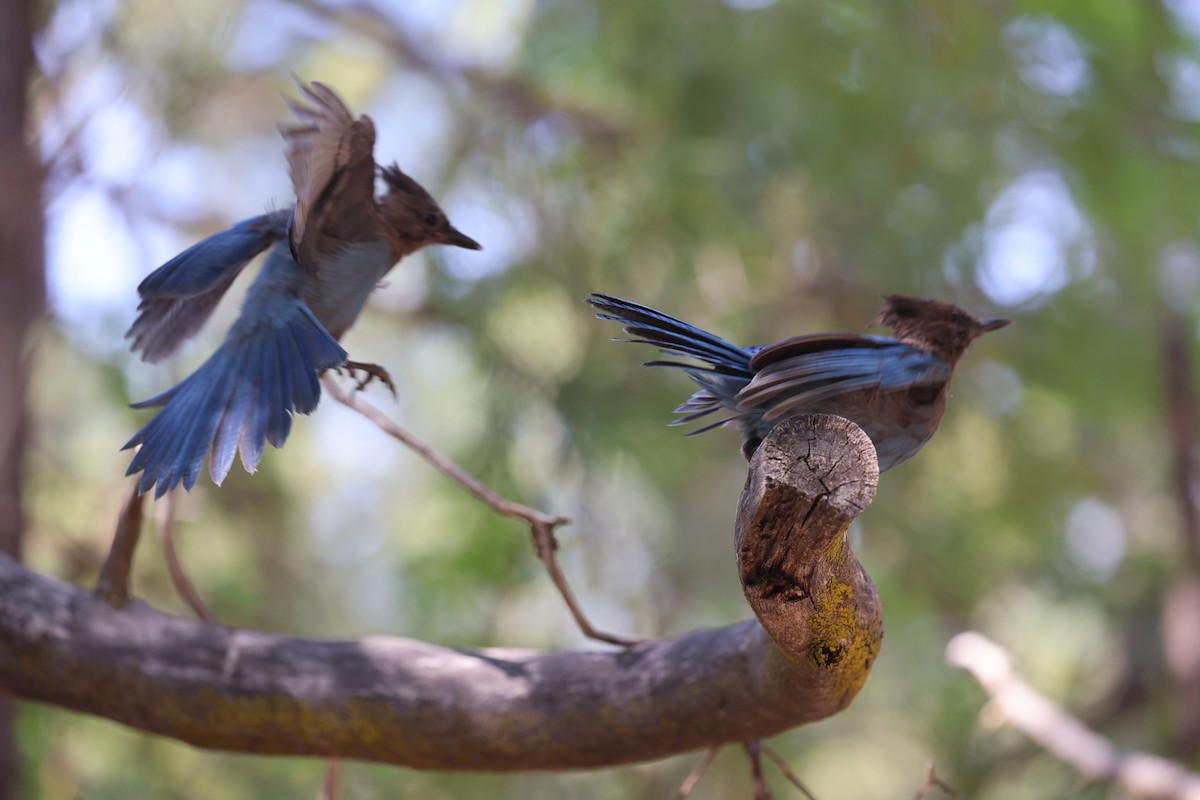 Steller's Jay - ML642856852