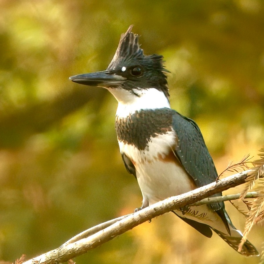 Belted Kingfisher - ML642856860