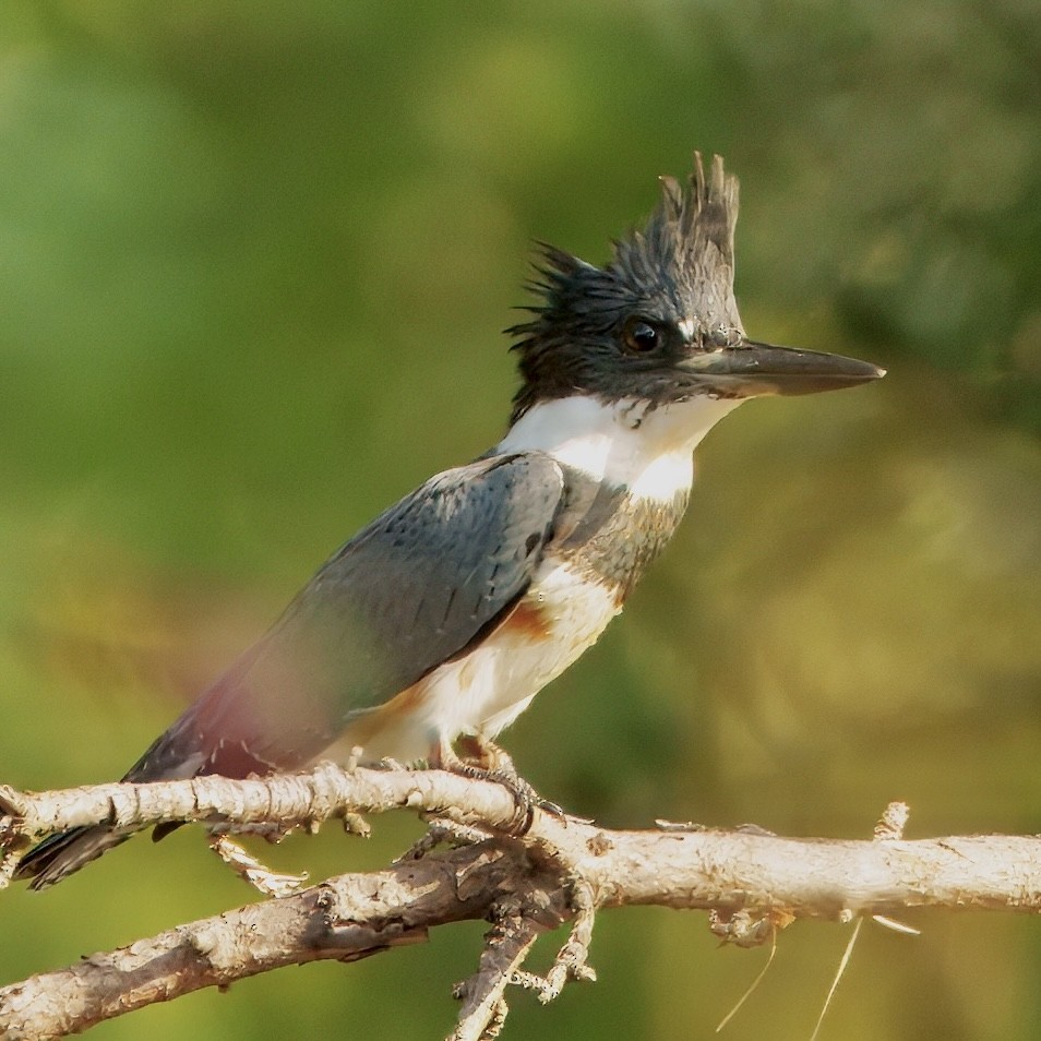 Belted Kingfisher - ML642856861