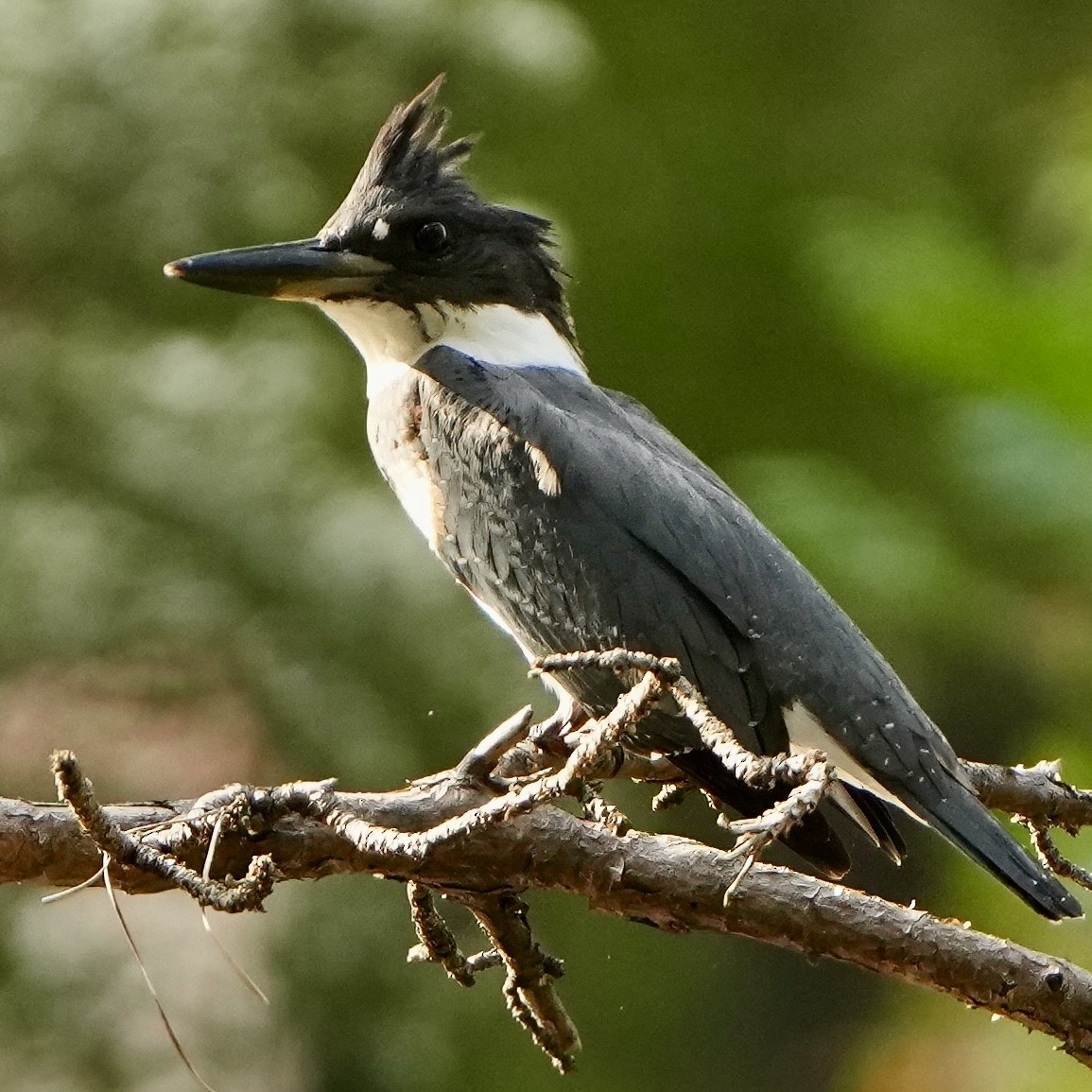 Belted Kingfisher - ML642856862